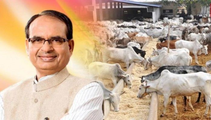 shivraj-cow_copy_700x400