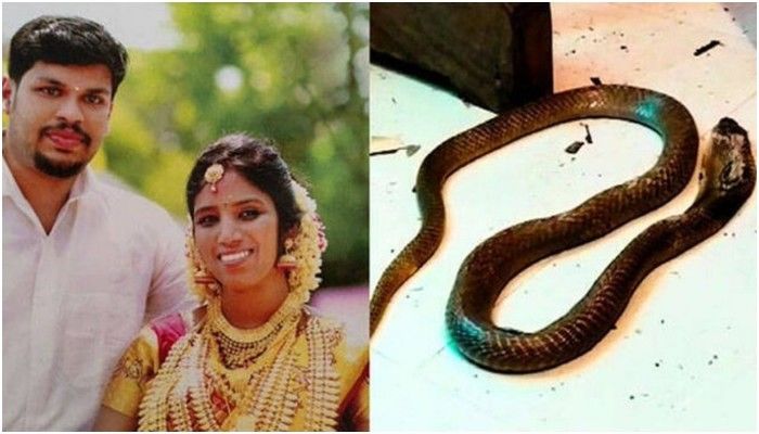 इस तरह खुला पत्नी की मौत का रहस्य पति ने ही कोबरा से कटवाया था पत्नी को मिली उम्रकैद की सजा