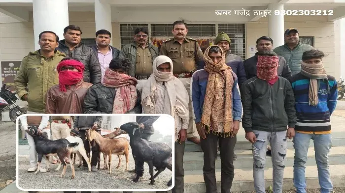 पुलिस ने इन शातिर बकरी चोर गिरोह को पकड़ा, बकरियों से भरी गाड़ी भी बरामद
