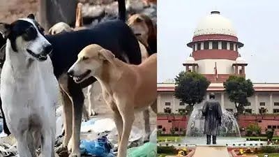 सुप्रीम कोर्ट का बड़ा फैसला: स्कूलों, बस अड्डों और अस्पतालों से हटाए जाएंगे आवारा कुत्ते, शेल्टर होम में रखे जाने के निर्देश