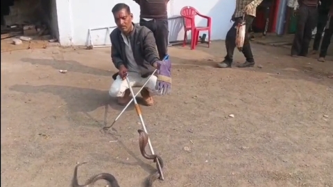 सागर के इस इलाके में मिला 6 फीट का जहरीला कोबरा, समय रहते सुरक्षित रेस्क्यू