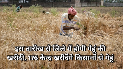 इस तारीख से जिले में होगी गेहूं की खरीदी, 176 केन्द्र खरीदेंगे किसानों से गेहूं