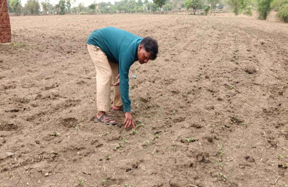 कम वर्षा और बारिश में अंतराल से बढ़ी किसानों की चिंता, कृषि विज्ञान केंद्र ने जारी की वैज्ञानिक सलाह