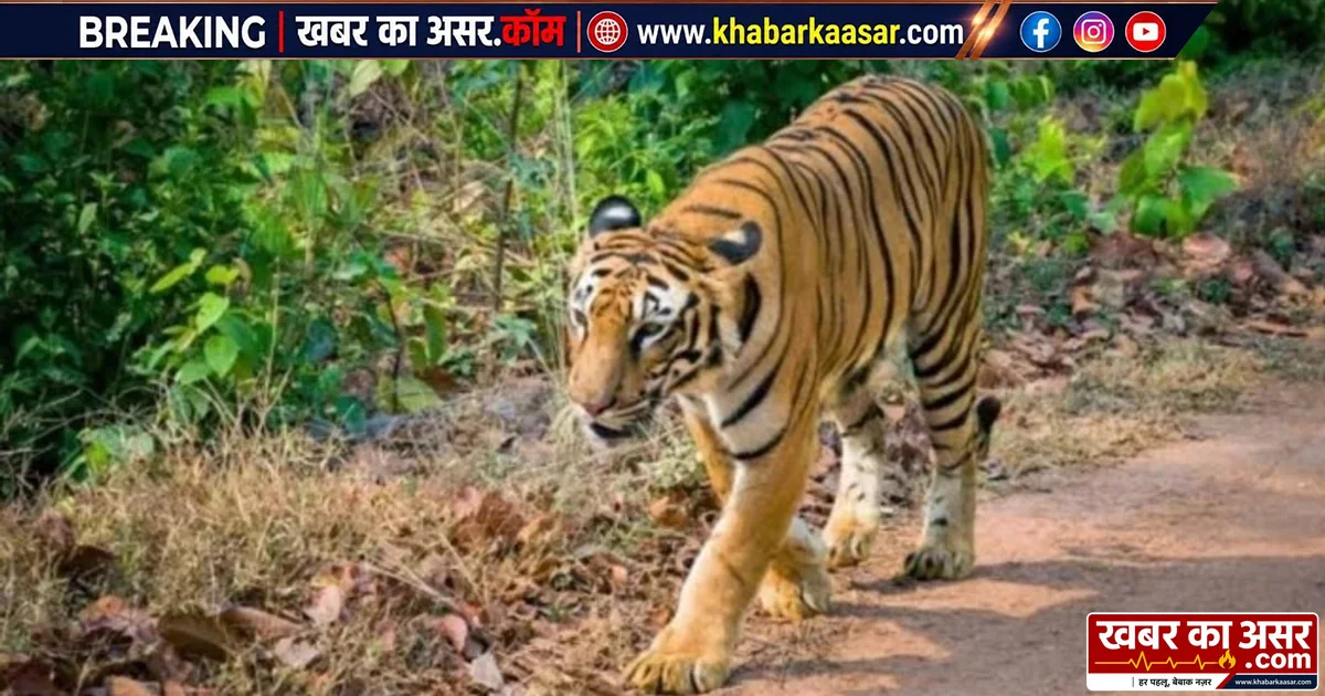 कभी बाघों के लिए तरसा अचानकमार, अब MP के बाघों से गुलजार हुआ जंगल; 10 के पार पहुंची संख्या