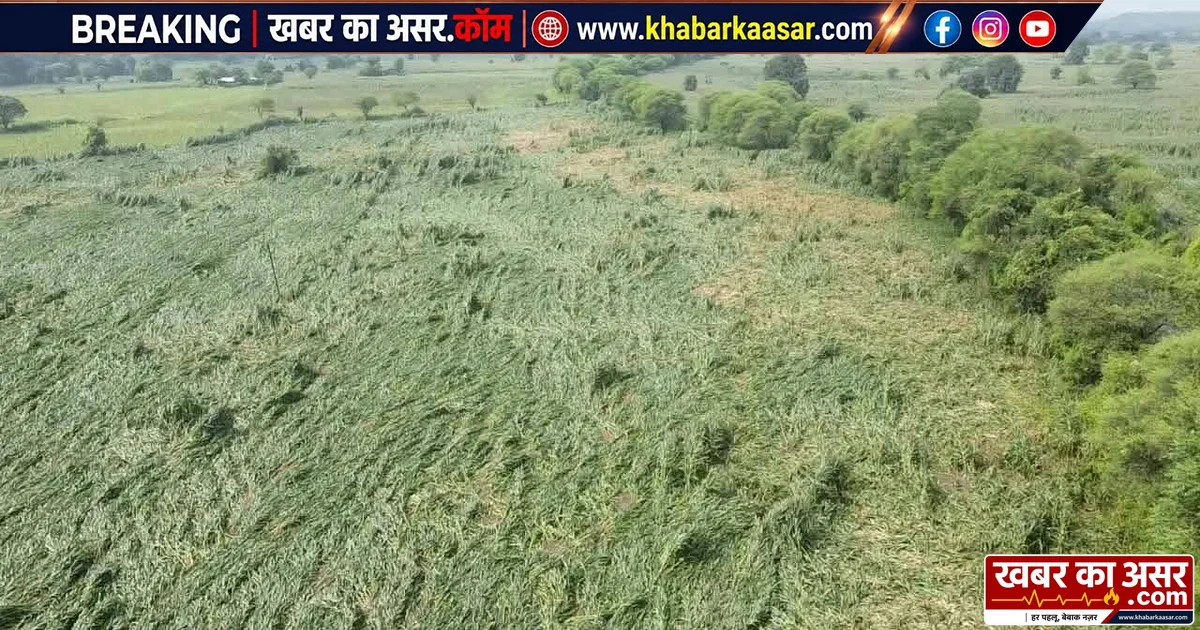 अतिवृष्टि से फसलों को नुकसान, पूर्व मंत्री ने कलेक्टर से मांगा सर्वे और मुआवजा