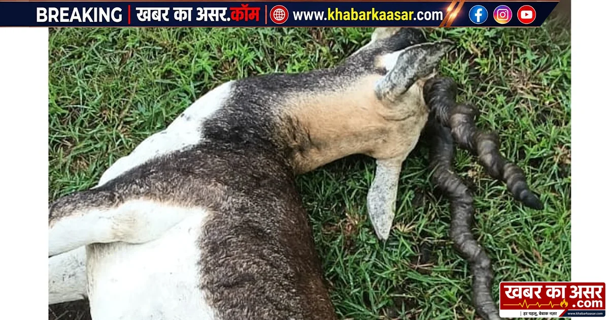 सागर: हिरण की लाश ने खोली जंगल की सुरक्षा व्यवस्था की पोल, शिकार-अवैध कटाई पर वन विभाग घिरा
